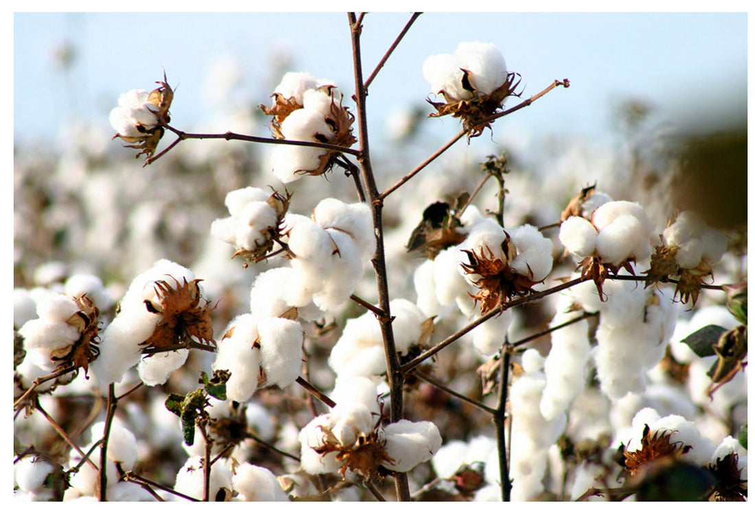 Organic cotton and conventional cotton, what's the difference? Check out this article from CH Cashmere discussing the differences between cotton! At JDV we strive to have all organic cotton products that are sustainable and eco-friendly!